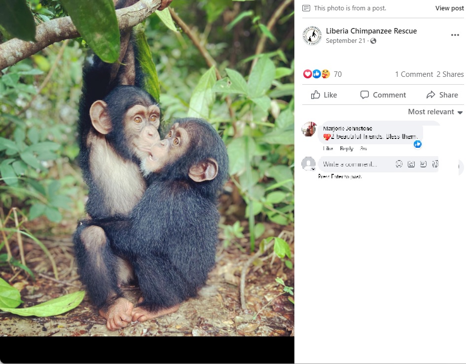 仲間と遊ぶベックリー（画像は『Liberia Chimpanzee Rescue　2022年9月21日付Facebook「Another day closer to baby Beckley’s transition to the Little Bassa forest」』のスクリーンショット）
