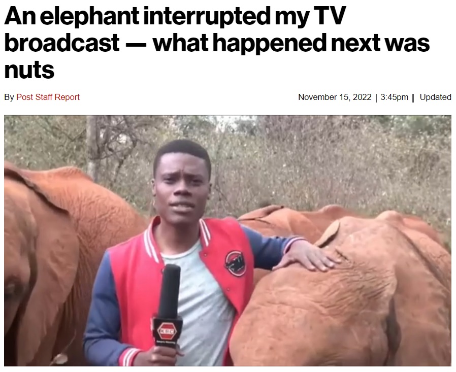 子ゾウに囲まれて話すリポーター（画像は『New York Post　2022年11月15日付「An elephant interrupted my TV broadcast ― what happened next was nuts」（Kenya Broadcasting Corporation）』のスクリーンショット）