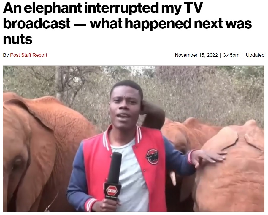 アルヴィンさんに興味を示し、鼻で触り始めた子ゾウ（画像は『New York Post　2022年11月15日付「An elephant interrupted my TV broadcast ― what happened next was nuts」（Kenya Broadcasting Corporation）』のスクリーンショット）