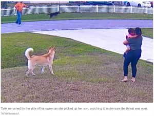 愛犬が守ってくれたおかげで男の子にケガは無かった（画像は『New York Post　2022年11月15日付「Hero German shepherd saves 6-year-old boy from attack by neighbor’s dog」（TikTok/ flodaboy1）』のスクリーンショット）