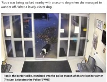 【海外発！Breaking News】散歩中に逃げ出すも、自ら警察署を訪れた犬に「賢い！」と絶賛の声（英）＜動画あり＞
