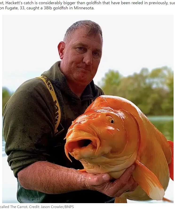記念写真を撮影後、リリースされたキャロット（画像は『LADbible　2022年11月21日付「British angler catches one of the world’s biggest goldfish」（Credit: Jason Crowler/BNPS）』のスクリーンショット）