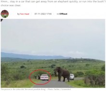 【海外発！Breaking News】ゾウから逃げようとした男性、車を飛び出して草原へ「野生動物保護区で最も危険な行動」（南ア）＜動画あり＞