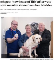 【海外発！Breaking News】「20年のキャリアで最大サイズ」獣医が驚愕　別の病気で手術予定の犬に巨大結石が見つかる（英）