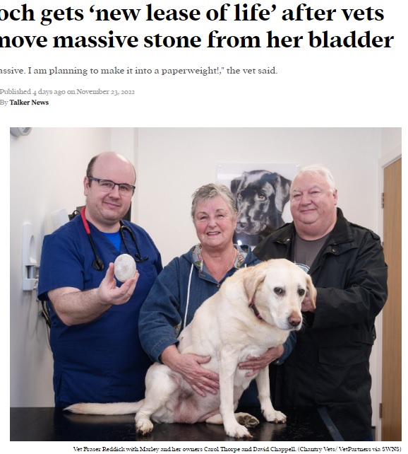 大きな結石の存在に気付いた獣医（画像は『Talker　2022年11月23日付「Pooch gets ‘new lease of life’ after vets remove massive stone from her bladder」（Chantry Vets/ VetPartners via SWNS）』のスクリーンショット）