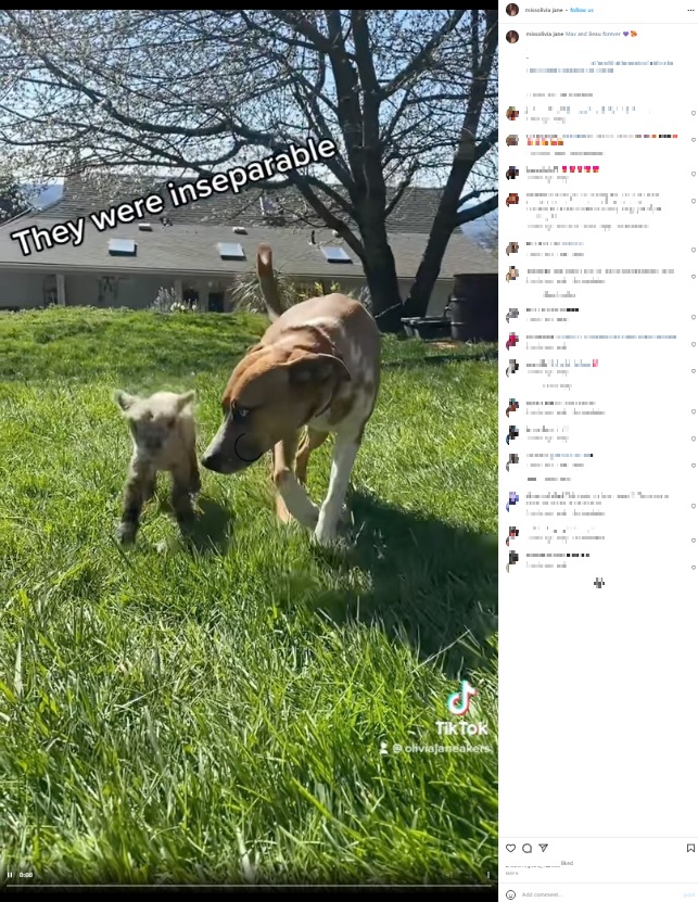 母に拒絶された子羊を受け入れたメス犬（画像は『Olivia　2022年5月6日付Instagram「Max and Beau forever」』のスクリーンショット）