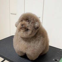【海外発！Breaking News】「世界で最もかわいい犬」日本で暮らす、まんまるのトイプードルが海外で人気＜動画あり＞