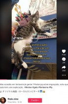 【海外発！Breaking News】TikTokのAIマンガフィルターで何もない場所に亡き愛猫の姿が出現　飼い主衝撃（ブラジル）＜動画あり＞