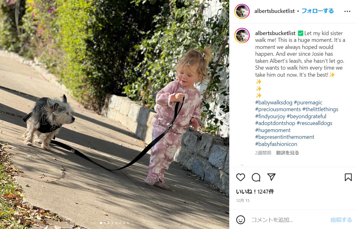 犬を散歩させる1歳7か月の女の子（画像は『Albert　2022年12月15日付Instagram「Let my kid sister walk me!」』のスクリーンショット