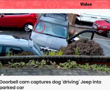 【海外発！Breaking News】犬が運転席で車を発進　別の車に突っ込む瞬間をカメラが捉えた！（英）＜動画あり＞