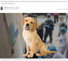 【海外発！Breaking News】脳卒中の飼い主を救った犬、面会叶わず食事拒否、12日後にシェルターで死亡（中国）