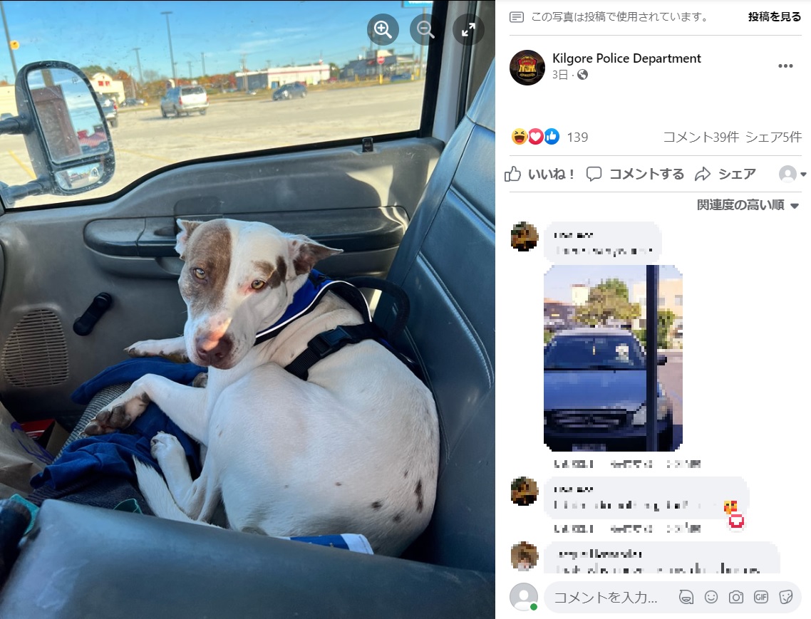 急発進した車の運転席に犬が！（画像は『Kilgore Police Department　2022年12月1日付Facebook「KPD apprehended a reckless driver today after he ran into two cars in the parking lot Walmart.」』のスクリーンショット）
