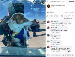 車を発進させてしまった犬（画像は『Kilgore Police Department　2022年12月1日付Facebook「KPD apprehended a reckless driver today after he ran into two cars in the parking lot Walmart.」』のスクリーンショット）