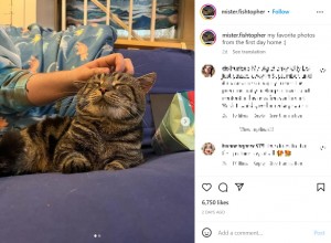ローラさんの自宅で過ごすフィッシュトファー（画像は『Fishtopher the Cat　2022年11月30日付Instagram「my favorite photos from the first day home」』のスクリーンショット）