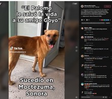 【海外発！Breaking News】救助隊もお手上げだった行方不明の84歳男性、愛犬が発見（メキシコ）＜動画あり＞