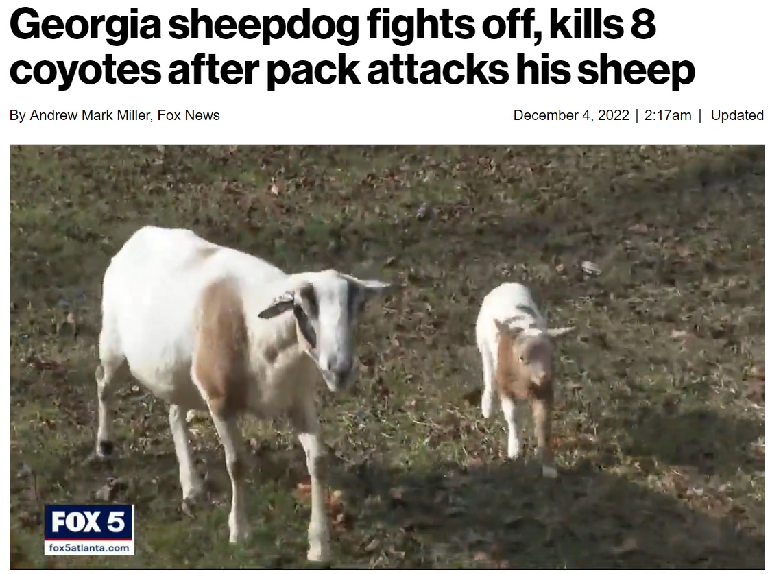 キャスパーのおかげで無事だった羊たち（画像は『New York Post　2022年12月4日付「Georgia sheepdog fights off, kills 8 coyotes after pack attacks his sheep」』のスクリーンショット）