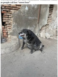 【海外発！Breaking News】まん丸に太った野良犬　一時的にグーグルマップのランドマークに登録され、星5つの観光名所に（ジョージア）