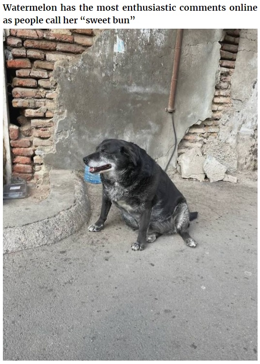 丸々と太った姿から“ウォーターメロン”と名付けられた野良犬（画像は『Bored Panda　2022年11月28日付「This Dog Is A Local Landmark In Tbilisi, Georgia With A Personal Google Maps Mark And Positive Reviews」（Image credits: medialeaks.ru）』のスクリーンショット）