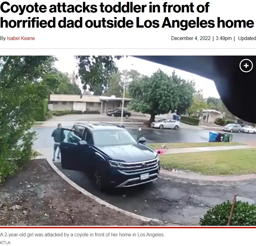 車を降りてすぐ襲われた女児（画像は『New York Post　2022年12月4日付「Coyote attacks toddler in front of horrified dad outside Los Angeles home」（KTLA）』のスクリーンショット）