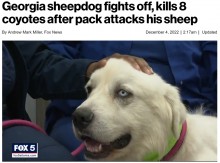 【海外発！Breaking News】コヨーテの群れに襲われた牧場の羊、番犬が8匹を噛み殺して返り討ちに（米）