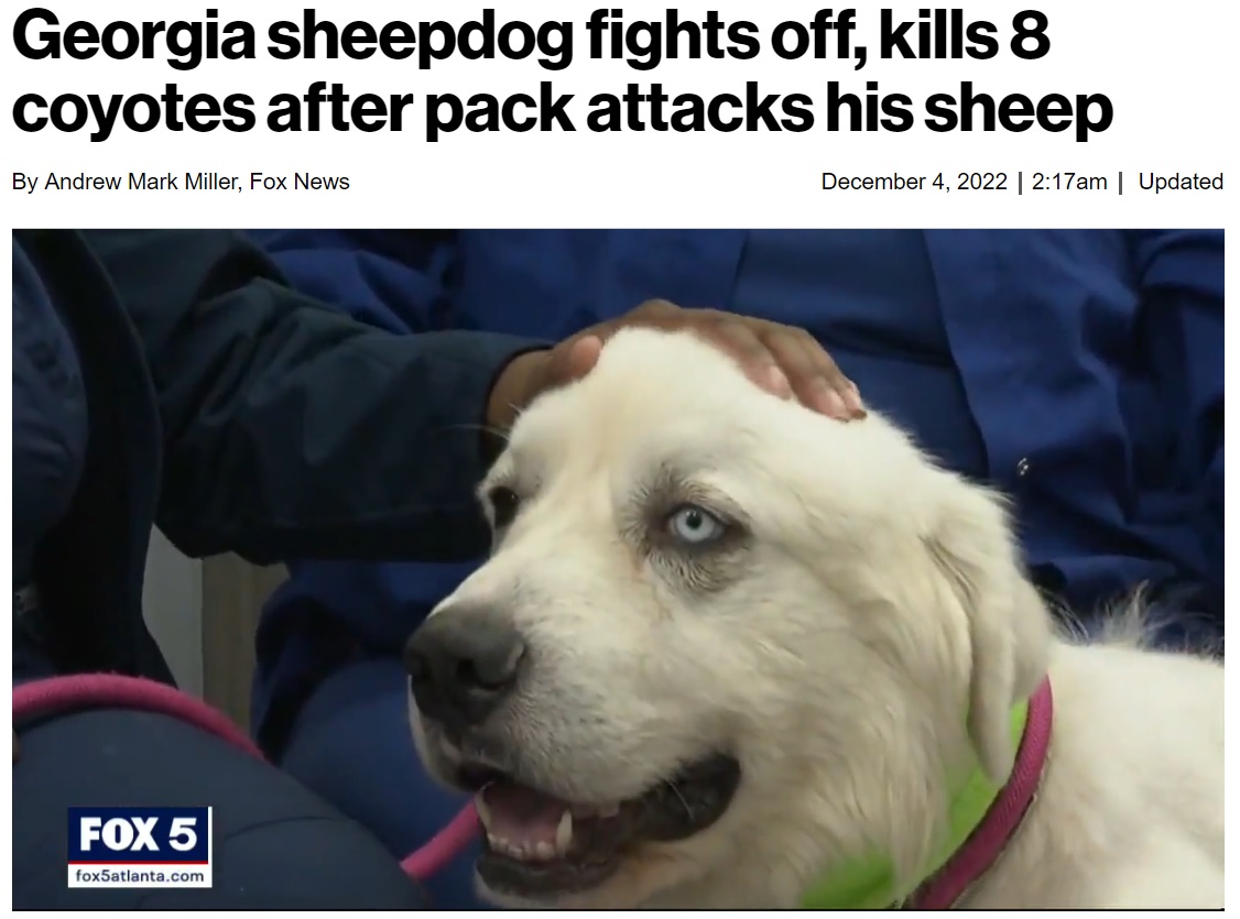 コヨーテに立ち向かい羊たちを守った犬（画像は『New York Post　2022年12月4日付「Georgia sheepdog fights off, kills 8 coyotes after pack attacks his sheep」』のスクリーンショット）