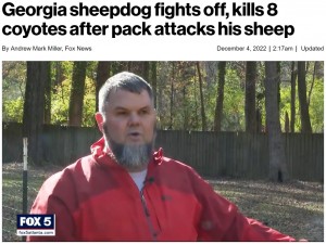 「キャスパーのことが心配でたまりませんでした」とジョンさん（画像は『New York Post　2022年12月4日付「Georgia sheepdog fights off, kills 8 coyotes after pack attacks his sheep」』のスクリーンショット）