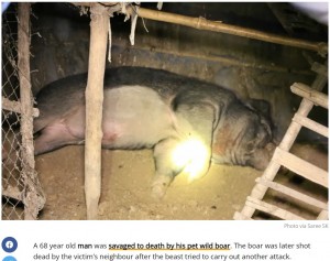 【海外発！Breaking News】体重120キロのイノシシが突然大暴れ　愛情を込めて育てていた飼い主が死亡（タイ）