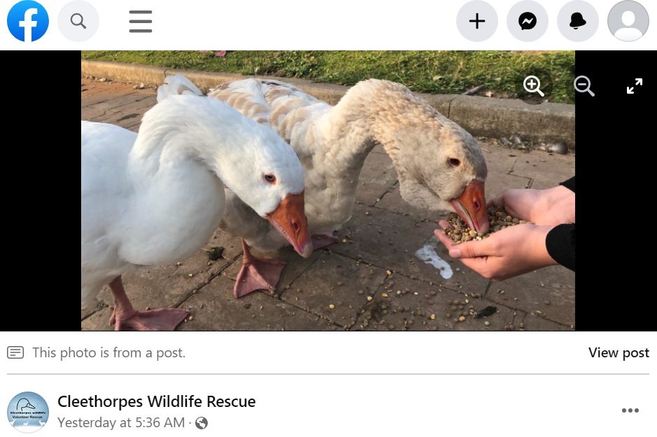 みんなに愛された2羽（画像は『Cleethorpes Wildlife Rescue　2022年12月20日付Facebook「Update 12/12/22」』のスクリーンショット）