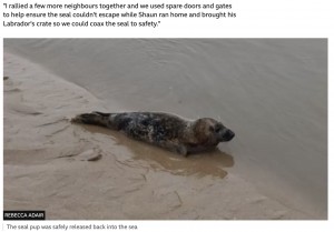 海に戻っていったアザラシの赤ちゃん（画像は『BBC　2023年1月25日付「Lost seal pup found in field miles away from sea」（REBECCA ADAIR）』のスクリーンショット）