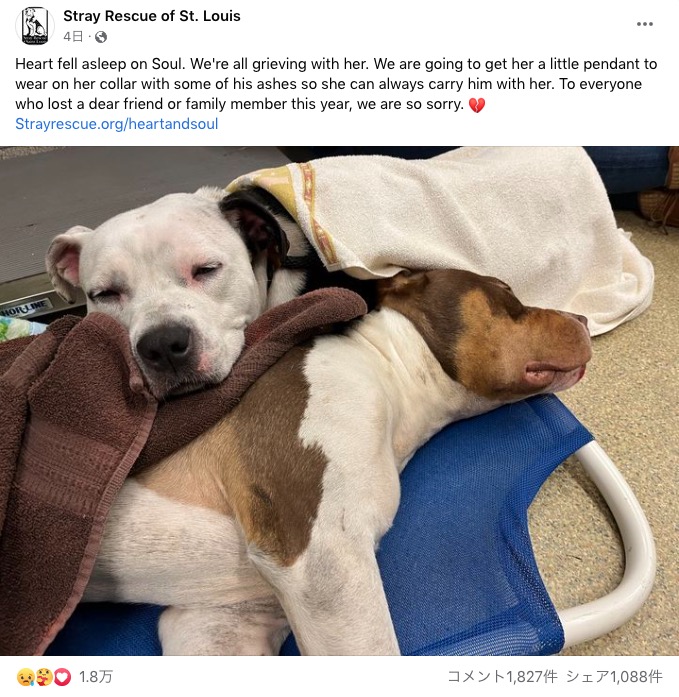 怪我をしたオス犬（写真下）に寄り添うメス犬（写真上）（画像は『Stray Rescue of St. Louis　2023年1月2日付Facebook「Heart fell asleep on Soul.」』のスクリーンショット）