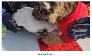 突如ウサギに襲いかかるトラ（画像は『MustShareNews　2023年1月23日付「China Zoo Tiger Attacks Rabbit During CNY Ceremony, Bunny Seemingly Survives Scare」（Source: Douyin）』のスクリーンショット）