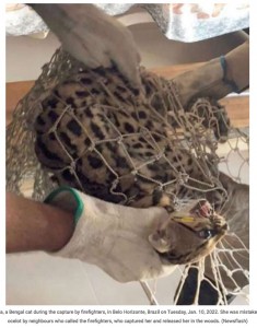 ジャガーやオセロットと間違えられて捕獲されたマッシナー（画像は『ViralTab　2023年1月11日付「PAW JUDGEMENT: Bungling Firemen Released Man’s Pet Kitten In Woods Mistaking It For Jaguar」（Newsflash）』のスクリーンショット）