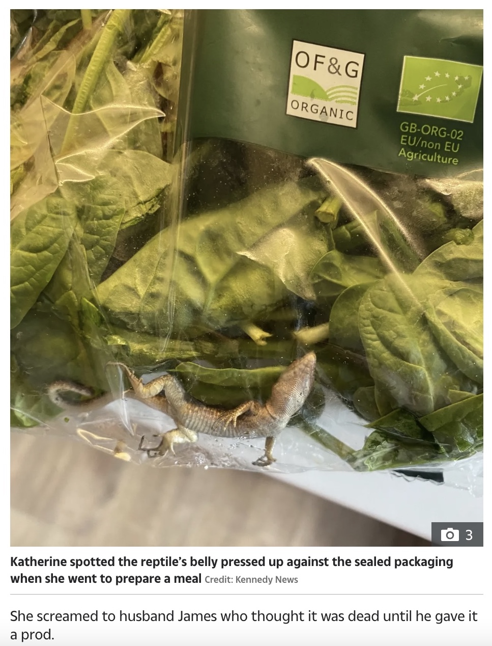 ほうれん草の袋から発見されたトカゲ（画像は『The Sun　2023年1月12日付「LIDL SURPRISE I screamed when I spotted something moving inside my bag of Lidl spinach」（Credit: Kennedy News）』のスクリーンショット）