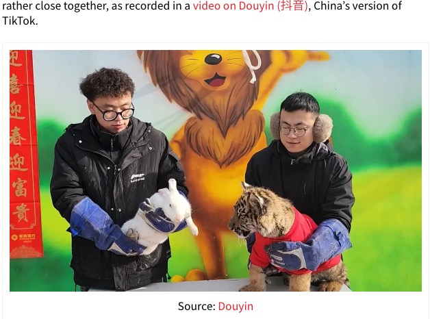 中国の「干支の引継ぎ式」で一触即発？（画像は『MustShareNews　2023年1月23日付「China Zoo Tiger Attacks Rabbit During CNY Ceremony, Bunny Seemingly Survives Scare」（Source: Douyin）』のスクリーンショット）