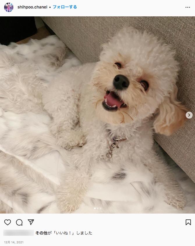 幸せすぎる犬（画像は『Chanel　2021年12月14日付Instagram「Happy because I’m playing with my bf」』のスクリーンショット）