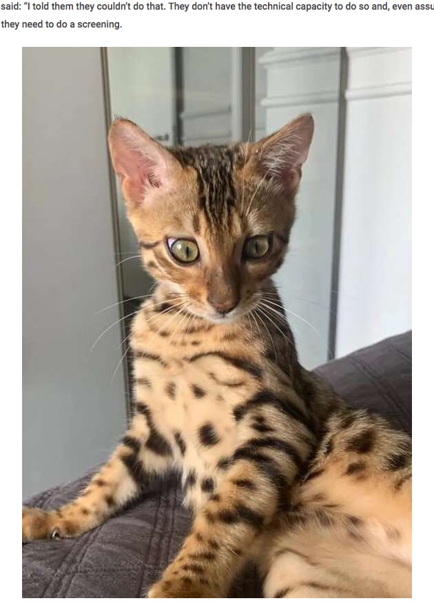 ヤマネコと間違えられたペットのベンガル猫（画像は『ViralTab　2023年1月11日付「PAW JUDGEMENT: Bungling Firemen Released Man’s Pet Kitten In Woods Mistaking It For Jaguar」（Newsflash）』のスクリーンショット）