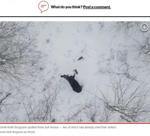 2本の角が抜け落ちた雄のヘラジカ（画像は『New York Post　2023年1月23日付「Moose loses antlers in ‘once-in-a-lifetime moment’ caught on video」（Derek Keith Burgoyne via Storyfu）』のスクリーンショット）