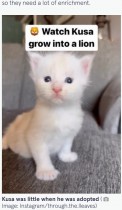 小さな子猫が生後9か月になると…大型猫の成長ぶりに驚愕（米）＜動画あり＞