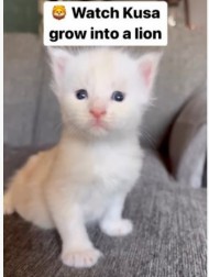 【海外発！Breaking News】小さな子猫が生後9か月になると…大型猫の成長ぶりに驚愕（米）＜動画あり＞