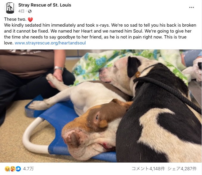 助かる見込みの無いオス犬に寄り添い続けるメス犬（画像は『Stray Rescue of St. Louis　2023年1月2日付Facebook「These two.」』のスクリーンショット）
