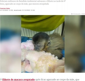 【海外発！Breaking News】母を交通事故で亡くした子猿、しがみついて離れず（ポルトガル）＜動画あり＞