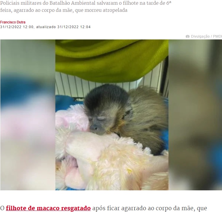 保護された子猿（画像は『Metrópoles　2022年12月31日付「Vídeo: filhote de macaco que viu mãe morta recebe cuidados veterinários」（Divulgação / PMDF）』のスクリーンショット）