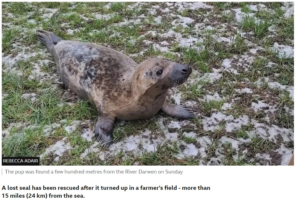 農家の草地で発見されたアザラシの赤ちゃん（画像は『BBC　2023年1月25日付「Lost seal pup found in field miles away from sea」（REBECCA ADAIR）』のスクリーンショット）