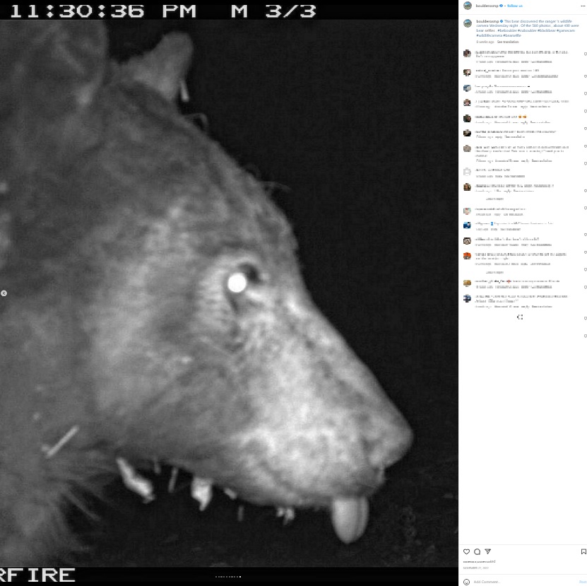 舌を出すお茶目なクマ（画像は『Open Space and Mountain Parks　2022年11月27日付Instagram「This bear discovered the ranger’s wildlife camera Wednesday night.」』のスクリーンショット）