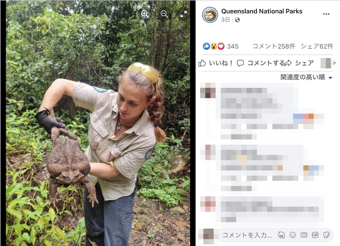 重さ2.7キロもあるヒキガエルを持ち上げる自然保護官（画像は『Queensland National Parks　2023年1月19日付Facebook「Toad-ally off the scales!!!」』のスクリーンショット）