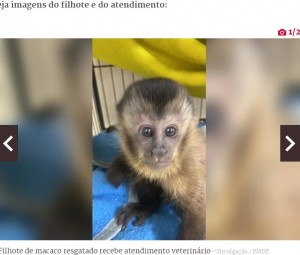 心のケアが必要だという子猿（画像は『Metrópoles　2022年12月31日付「Vídeo: filhote de macaco que viu mãe morta recebe cuidados veterinários」（Divulgação / PMDF）』のスクリーンショット）