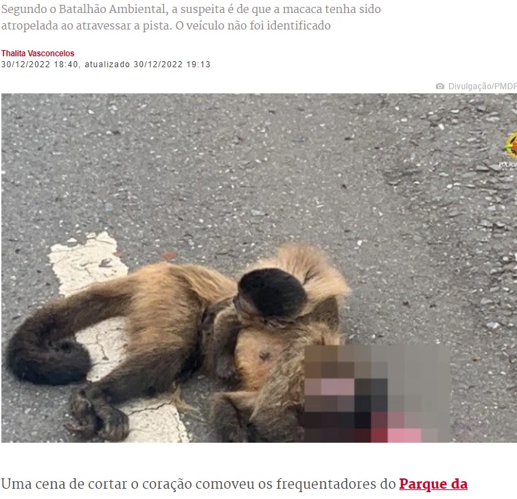 死んだ母にしがみつく子猿（画像は『Metrópoles　2022年12月30日付「Vídeo: filhote de macaco se agarra ao corpo da mãe, morta atropelada no DF」（Divulgação/PMDF）』のスクリーンショット）