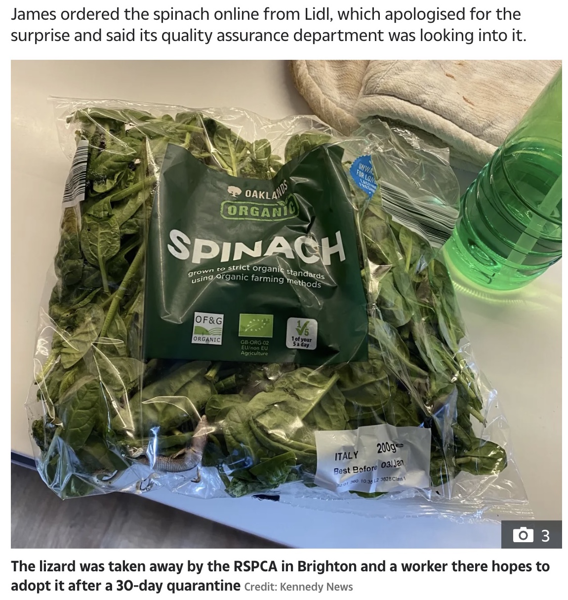 袋詰めされたほうれん草に紛れていたのは…（画像は『The Sun　2023年1月12日付「LIDL SURPRISE I screamed when I spotted something moving inside my bag of Lidl spinach」（Credit: Kennedy News）』のスクリーンショット）