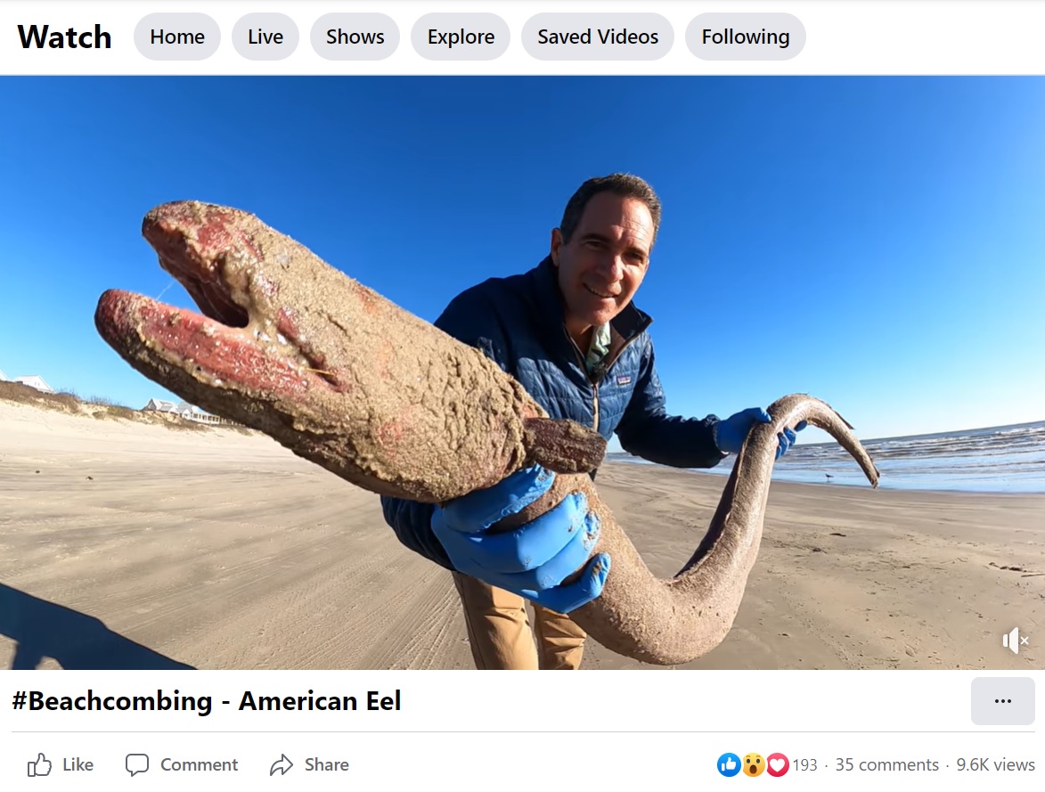 マスタング島のビーチに漂着した巨大なアメリカウナギ（画像は『Mission-Aransas Reserve　2023年1月24日付Facebook「Have you ever seen an American Eel up close」』のスクリーンショット）