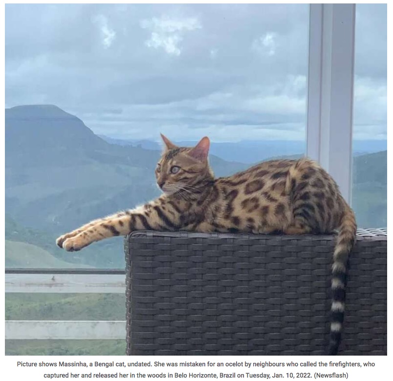 ベンガル猫のマッシナー（画像は『ViralTab　2023年1月11日付「PAW JUDGEMENT: Bungling Firemen Released Man’s Pet Kitten In Woods Mistaking It For Jaguar」（Newsflash）』のスクリーンショット）